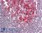 Baculoviral IAP Repeat Containing 8 antibody, LS-B457, Lifespan Biosciences, Immunohistochemistry paraffin image 