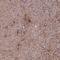 Ubiquitin Specific Peptidase 37 antibody, NBP1-82901, Novus Biologicals, Immunohistochemistry frozen image 