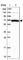 Guanylate Binding Protein 2 antibody, HPA042682, Atlas Antibodies, Western Blot image 