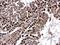 Far Upstream Element Binding Protein 3 antibody, NBP2-16545, Novus Biologicals, Immunohistochemistry paraffin image 