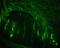 Neurofilament Heavy antibody, NB500-416AF488, Novus Biologicals, Immunofluorescence image 