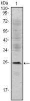 CD3 antibody, AM06435SU-N, Origene, Western Blot image 