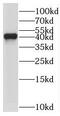 TRNA-YW Synthesizing Protein 5 antibody, FNab01100, FineTest, Western Blot image 