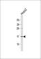 Coiled-Coil Domain Containing 138 antibody, orb2508, Biorbyt, Western Blot image 