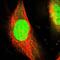 WD Repeat Domain 4 antibody, PA5-53600, Invitrogen Antibodies, Immunofluorescence image 