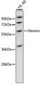Desmin antibody, 13-150, ProSci, Western Blot image 