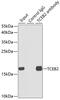 Elongin B antibody, 19-616, ProSci, Immunoprecipitation image 