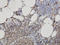 Sphingomyelin Phosphodiesterase 2 antibody, LS-C133441, Lifespan Biosciences, Immunohistochemistry paraffin image 