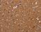 Lumican antibody, MBS2524241, MyBioSource, Immunohistochemistry frozen image 