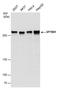 Spectrin Beta, Non-Erythrocytic 1 antibody, PA5-78180, Invitrogen Antibodies, Western Blot image 