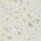 Solute Carrier Family 2 Member 13 antibody, 24-019, ProSci, Immunohistochemistry frozen image 