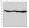 Heat Shock Protein Family D (Hsp60) Member 1 antibody, GTX60424, GeneTex, Western Blot image 