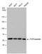 Chaperonin Containing TCP1 Subunit 5 antibody, MA5-27824, Invitrogen Antibodies, Western Blot image 