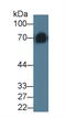 Kininogen 1 antibody, abx130715, Abbexa, Western Blot image 