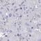 ZNT6 antibody, HPA057328, Atlas Antibodies, Immunohistochemistry frozen image 