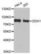 DEAD-Box Helicase 1 antibody, abx004516, Abbexa, Western Blot image 