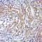 Ribosomal Protein S6 Kinase B2 antibody, orb6618, Biorbyt, Immunohistochemistry paraffin image 