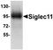 Sialic Acid Binding Ig Like Lectin 11 antibody, orb75193, Biorbyt, Western Blot image 