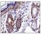 Caudal Type Homeobox 1 antibody, NBP1-49538, Novus Biologicals, Immunohistochemistry paraffin image 