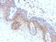 Beta-2-Microglobulin antibody, V2801SAF-100UG, NSJ Bioreagents, Flow Cytometry image 