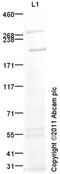 Tet Methylcytosine Dioxygenase 2 antibody, ab94580, Abcam, Western Blot image 