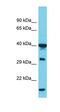Poly(RC) Binding Protein 1 antibody, orb330139, Biorbyt, Western Blot image 