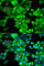 Caldesmon 1 antibody, A5366, ABclonal Technology, Immunofluorescence image 