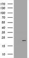 Growth Arrest And DNA Damage Inducible Gamma antibody, LS-C787645, Lifespan Biosciences, Western Blot image 