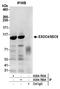 Exocyst Complex Component 4 antibody, A304-786A, Bethyl Labs, Immunoprecipitation image 