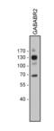 Gamma-Aminobutyric Acid Type B Receptor Subunit 2 antibody, 711656, Invitrogen Antibodies, Western Blot image 