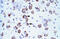 Mediator Complex Subunit 17 antibody, 28-029, ProSci, Enzyme Linked Immunosorbent Assay image 