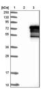 Zinc Finger Protein 205 antibody, NBP1-80604, Novus Biologicals, Western Blot image 