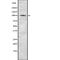 Phosphatidylinositol 3-Kinase Catalytic Subunit Type 3 antibody, abx217771, Abbexa, Western Blot image 