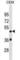 SP140 Nuclear Body Protein Like antibody, abx030256, Abbexa, Western Blot image 