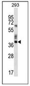 Olfactory Receptor Family 9 Subfamily K Member 2 antibody, AP53113PU-N, Origene, Western Blot image 