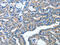 Amidohydrolase Domain Containing 2 antibody, CSB-PA984808, Cusabio, Immunohistochemistry paraffin image 