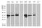 SGT1 Homolog, MIS12 Kinetochore Complex Assembly Cochaperone antibody, LS-C795271, Lifespan Biosciences, Western Blot image 