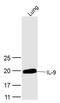 Interleukin 9 antibody, GTX51537, GeneTex, Western Blot image 