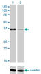 Paired Like Homeodomain 1 antibody, LS-C197909, Lifespan Biosciences, Western Blot image 