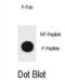 TSC Complex Subunit 1 antibody, abx032219, Abbexa, Dot Blot image 