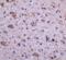 Immunity Related GTPase M antibody, 4543, ProSci, Immunohistochemistry frozen image 