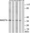 Microtubule Associated Serine/Threonine Kinase Family Member 4 antibody, TA316393, Origene, Western Blot image 