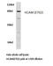 CD44 antibody, LS-C177500, Lifespan Biosciences, Western Blot image 