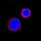Interleukin-31 receptor subunit alpha antibody, AF2769, R&D Systems, Immunocytochemistry image 