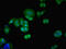 Phosphotyrosine Interaction Domain Containing 1 antibody, LS-C399033, Lifespan Biosciences, Immunofluorescence image 