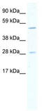 Achaete-Scute Family BHLH Transcription Factor 2 antibody, TA341791, Origene, Western Blot image 