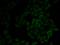 WW Domain Binding Protein 11 antibody, orb325262, Biorbyt, Immunofluorescence image 