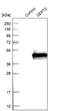 Septin 3 antibody, NBP1-90339, Novus Biologicals, Western Blot image 