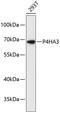 Prolyl 4-Hydroxylase Subunit Alpha 3 antibody, 15-192, ProSci, Western Blot image 