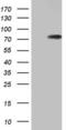 Heterogeneous Nuclear Ribonucleoprotein L antibody, LS-C798241, Lifespan Biosciences, Western Blot image 